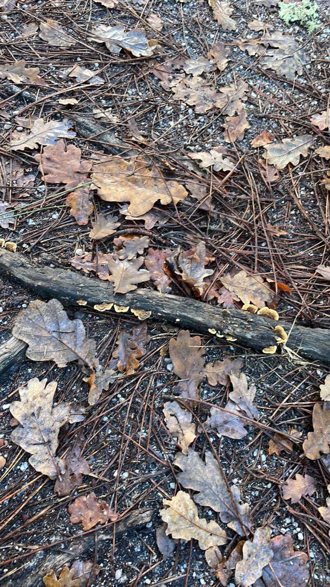 Champignon lignivore à bordeaux 