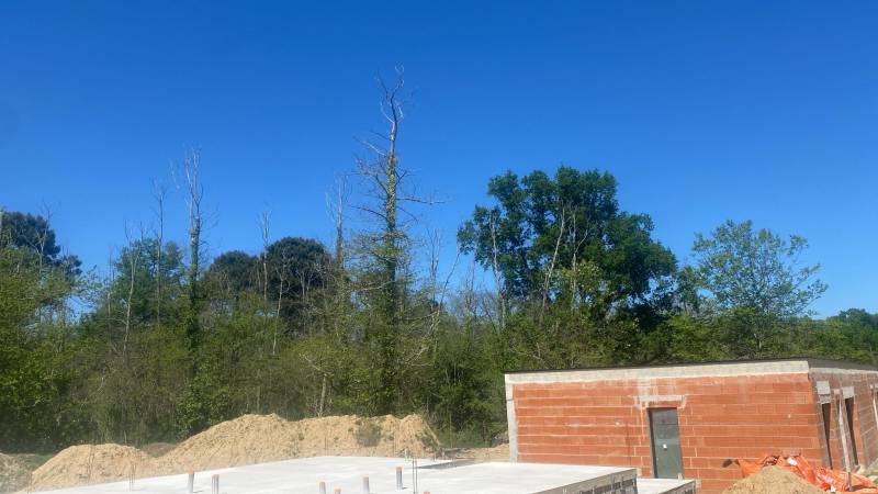 Diagnostic sur des châtaigniers à Camblanes et Meynac