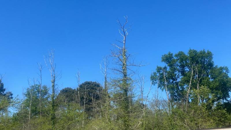 Diagnostic sur des châtaigniers à Camblanes et Meynac