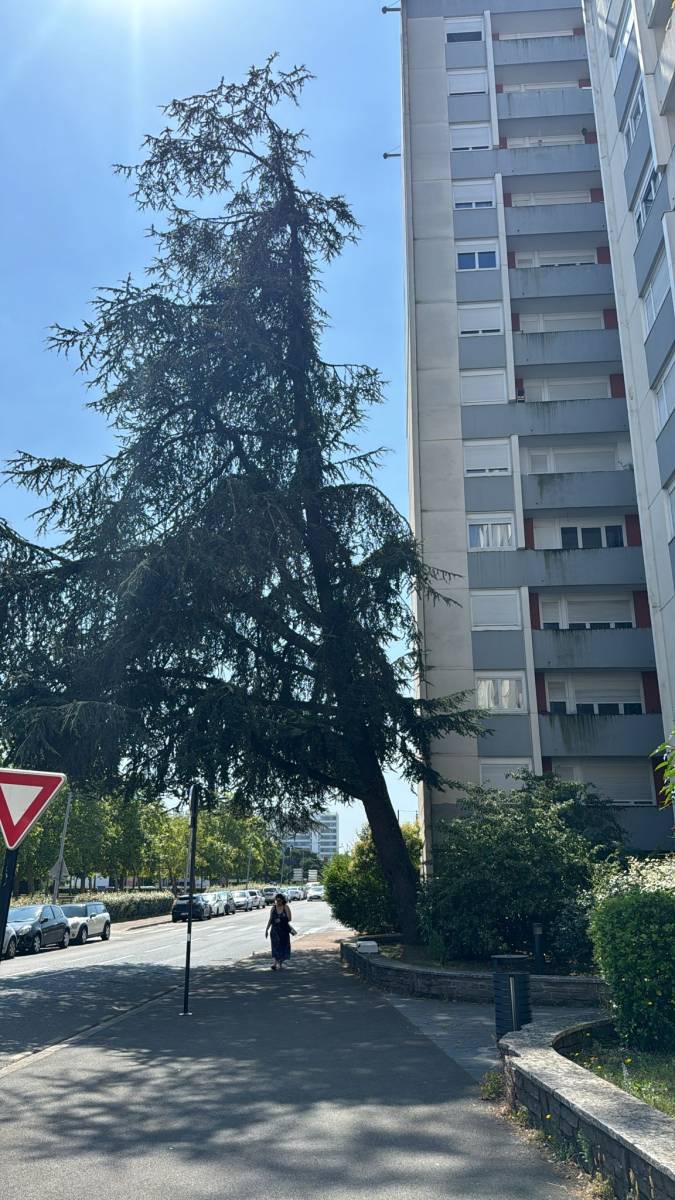 Diagnostic sur un cèdre de l'Himalaya dans une résidence à Bordeaux par Alexis Anat