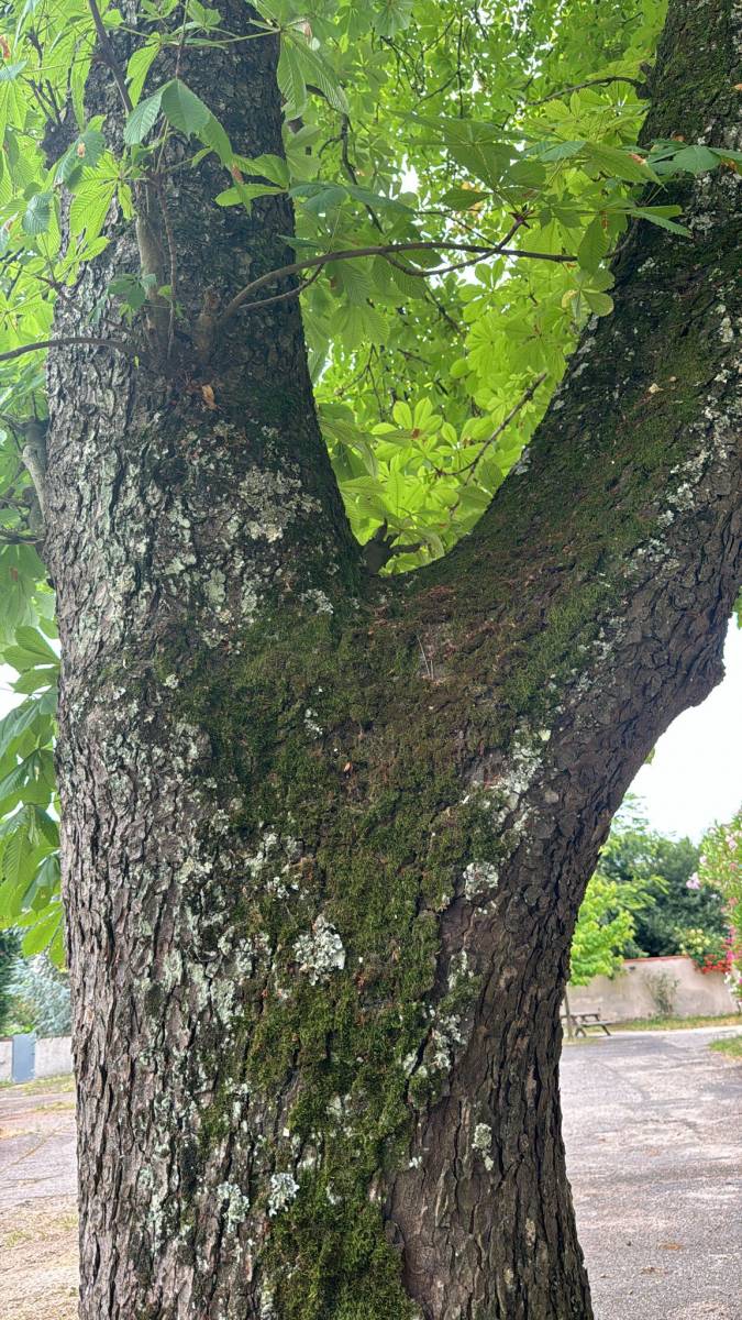 Lycée inventaire arbres Bordeaux