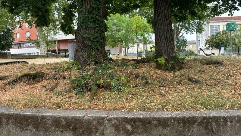 Lycée inventaire arbres Bordeaux