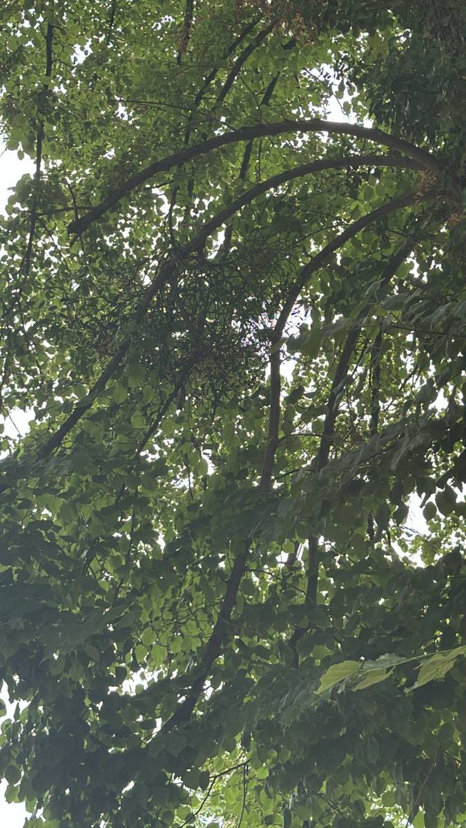 Lycée inventaire arbres Bordeaux