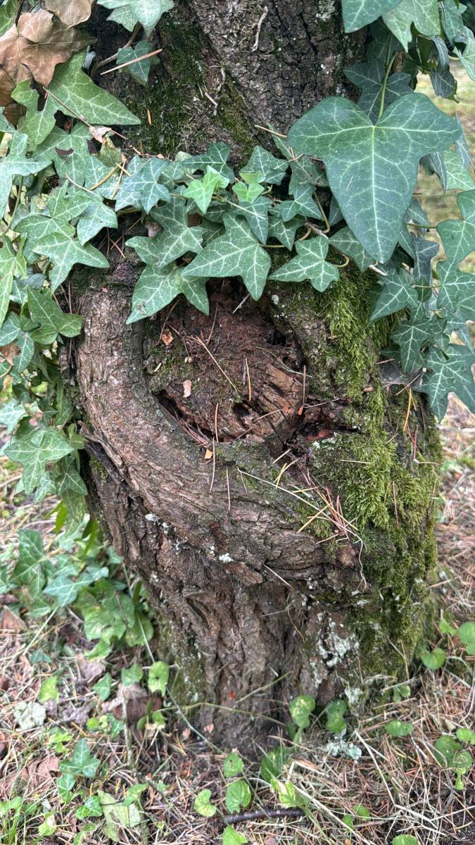 Lycée inventaire arbres Bordeaux