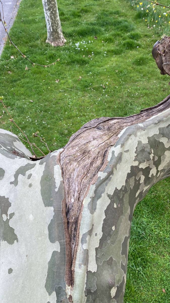 Diagnostic sur un platane par Alexis Anat