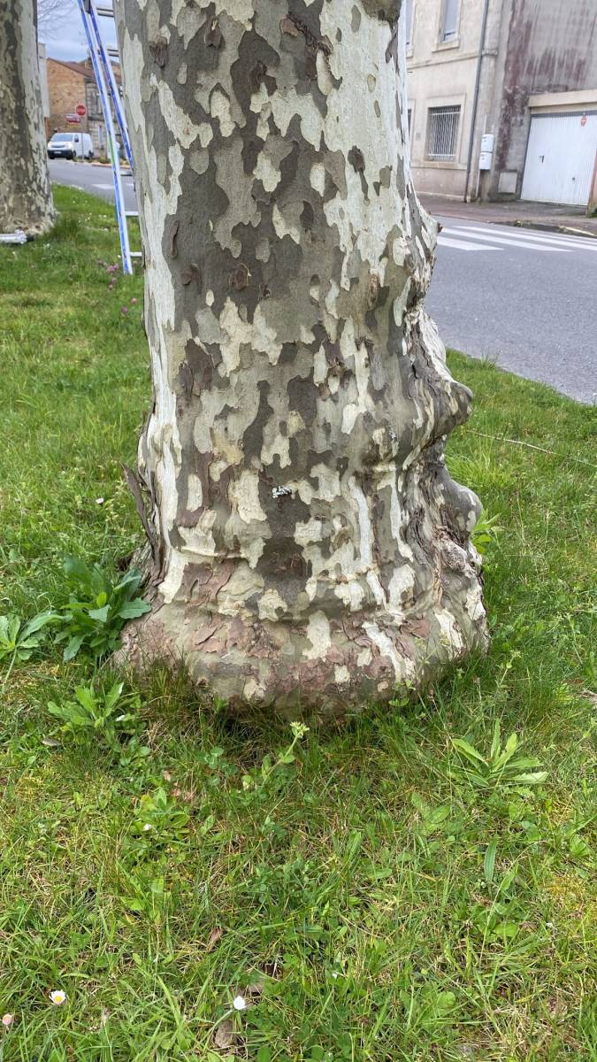 Diagnostic sur un platane par Alexis Anat