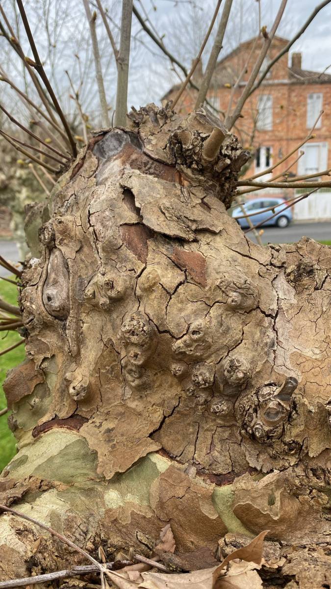 Diagnostic sur un platane par Alexis Anat