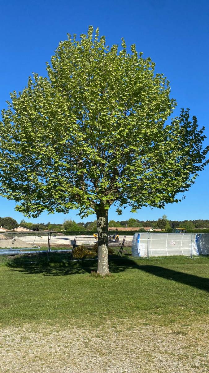 Diagnostic sur un platane par Alexis Anat