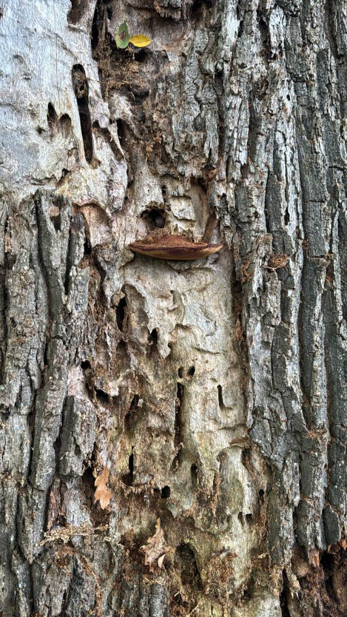 Diagnostic d'un chêne pédonculé dans les Landes par Alexis Anat