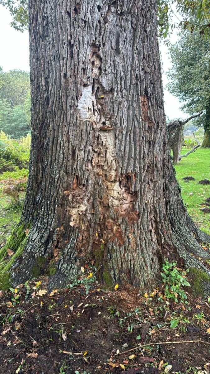 Diagnostic d'un chêne pédonculé dans les Landes par Alexis Anat