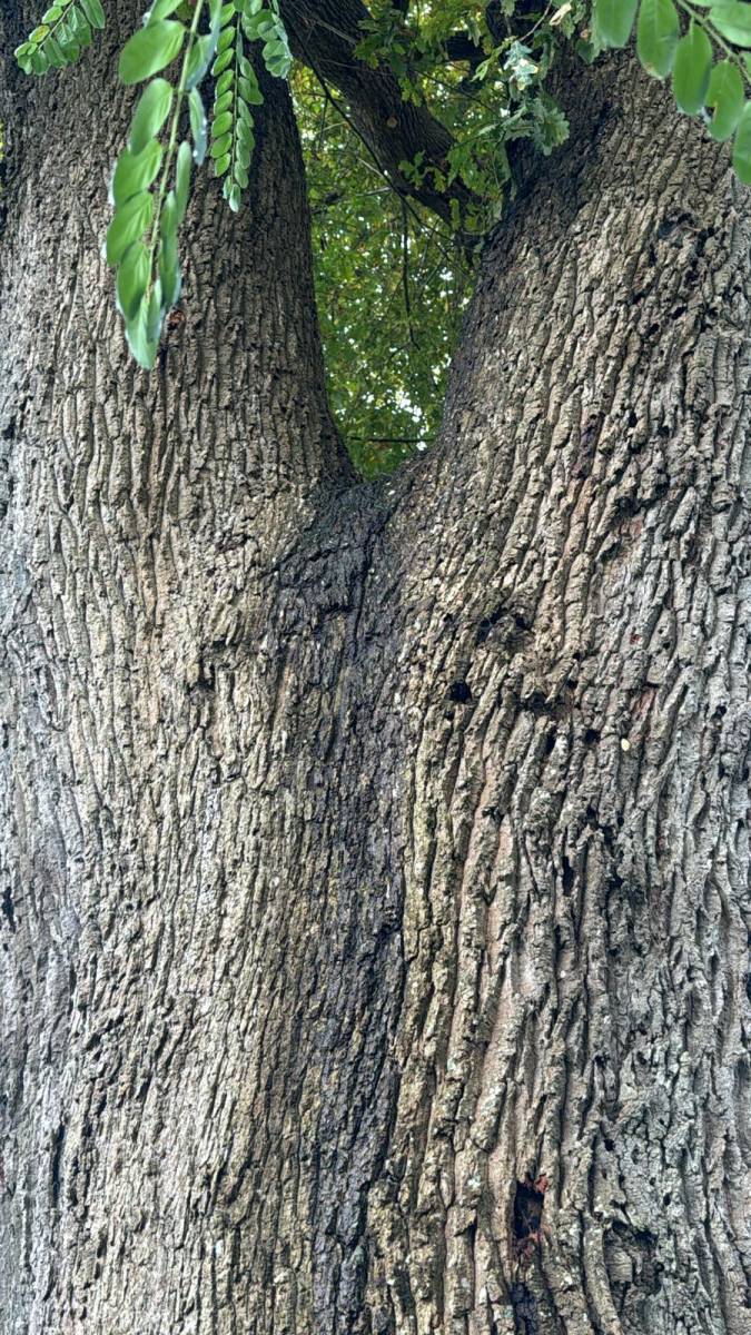 Diagnostic d'un chêne pédonculé dans les Landes par Alexis Anat