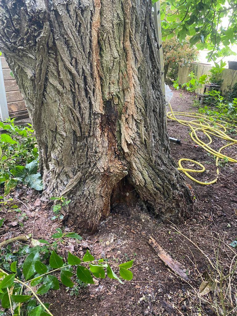 Diagnostic d'un peuplier noir à Mérignac