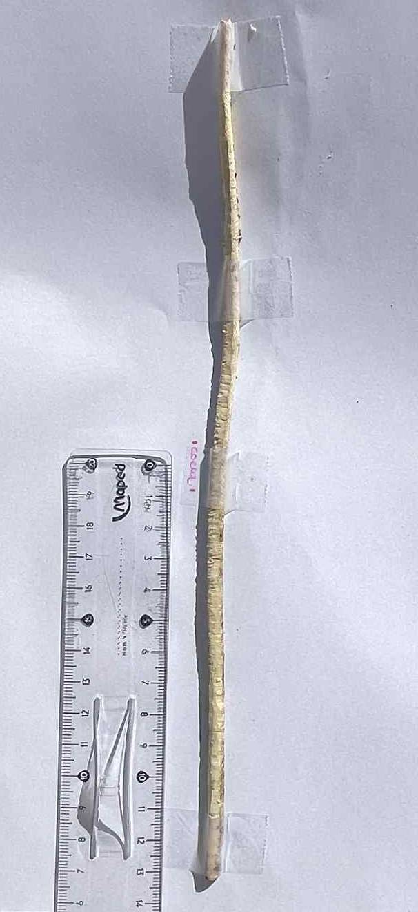Dendrochronologie : savoir si un arbre a plus de 30 ans sans l’abattre
