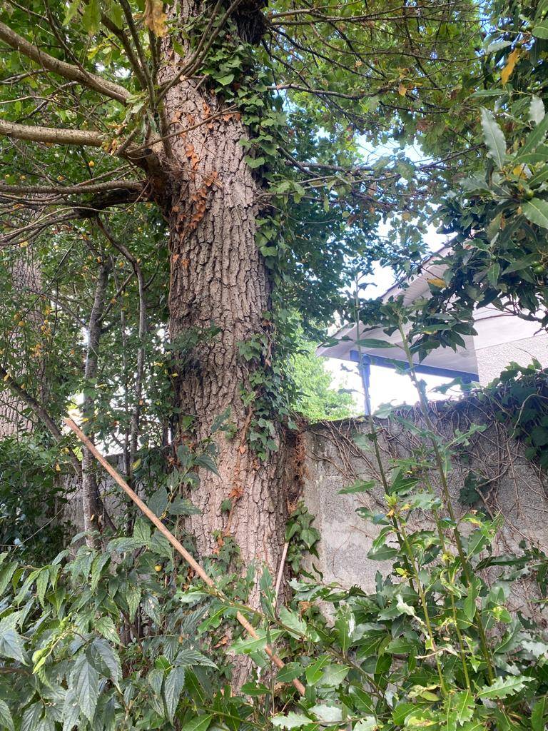 Diagnostic arboricole sur un chêne à Pessac