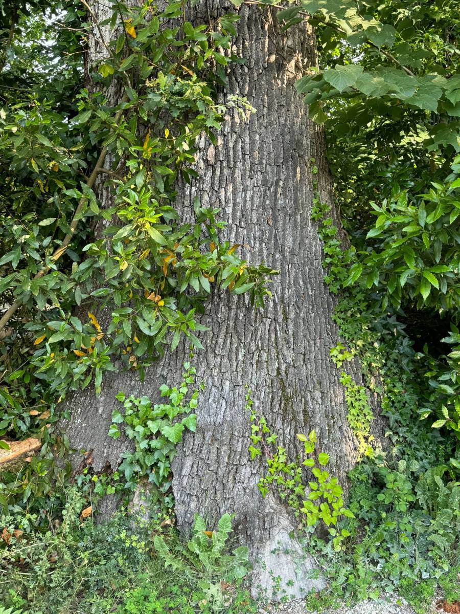 Diagnostic arbre chêne Créon