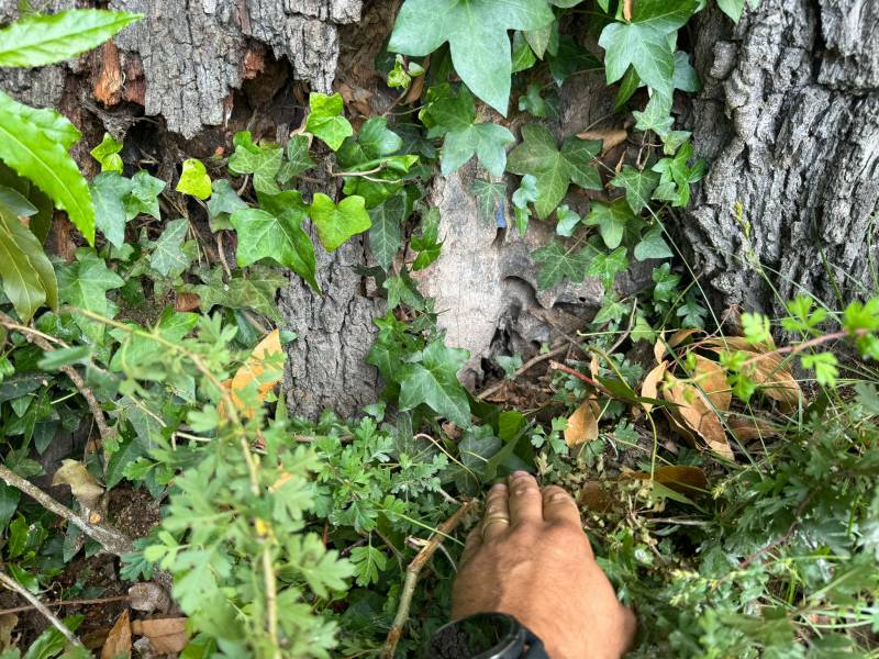 Diagnostic arbre chêne Créon