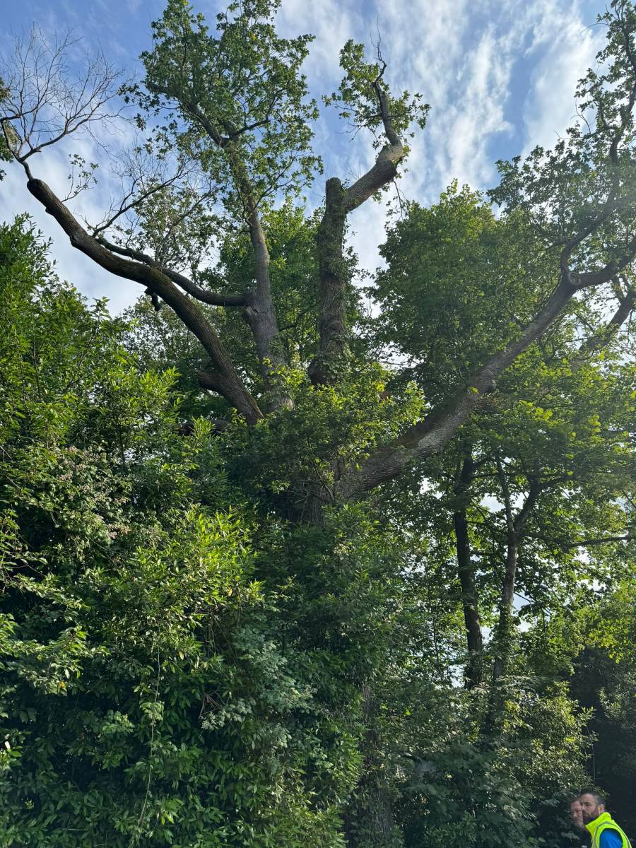 Diagnostic arbre chêne Créon