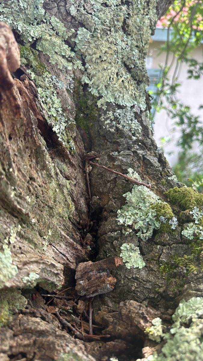 Diagnostic d'un chêne par Alexis Anat à Arcachon