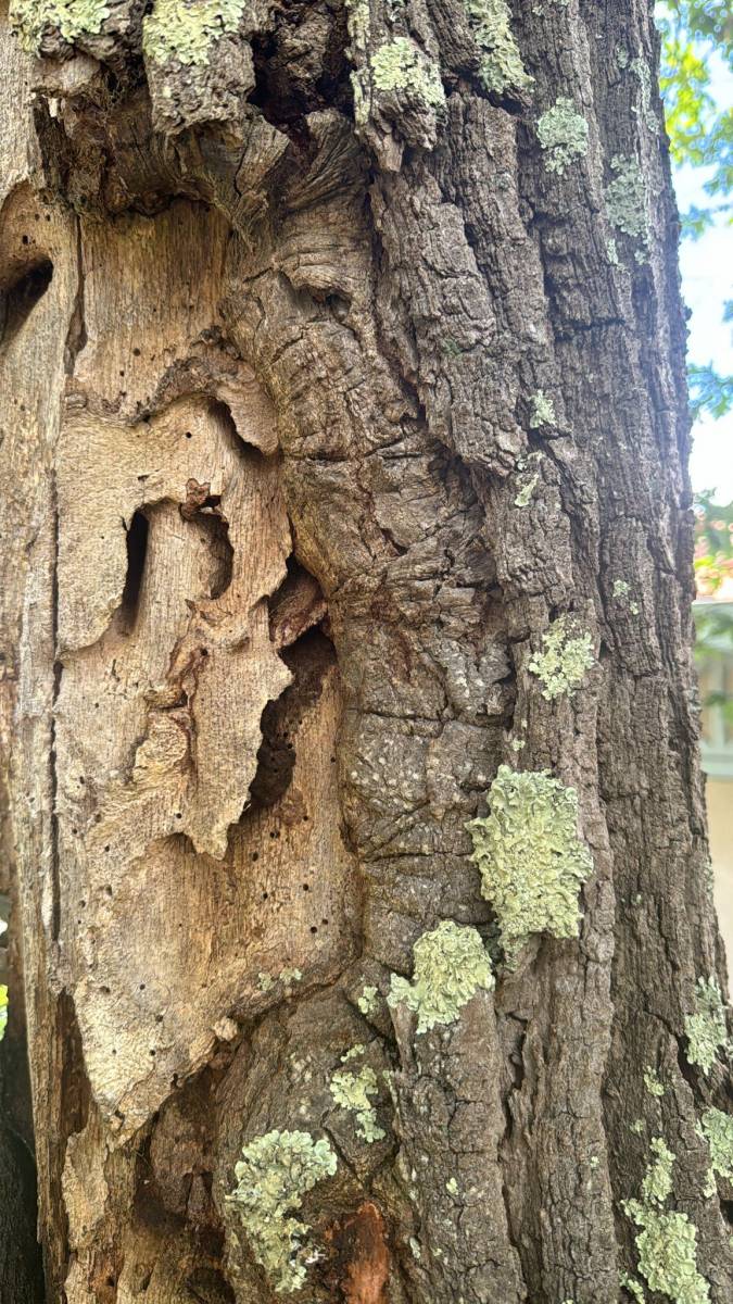 Diagnostic d'un chêne par Alexis Anat à Arcachon