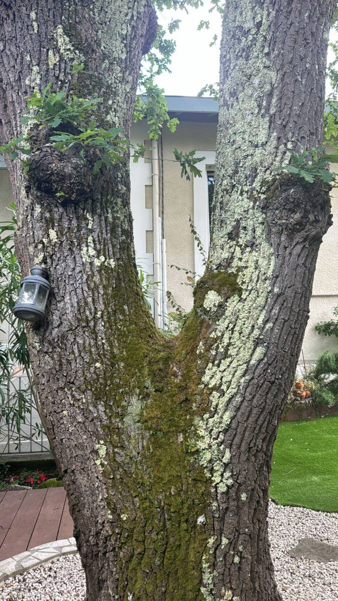 Diagnostic d'un chêne par Alexis Anat à Arcachon