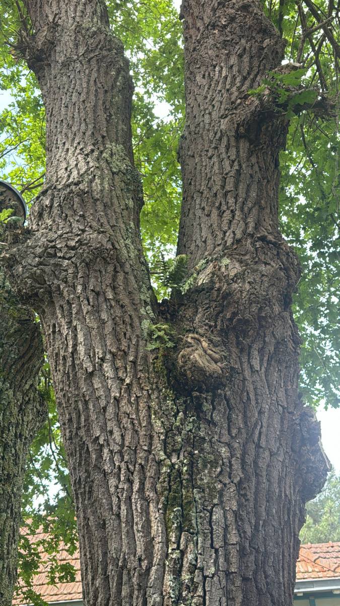 Diagnostic d'un chêne par Alexis Anat à Arcachon