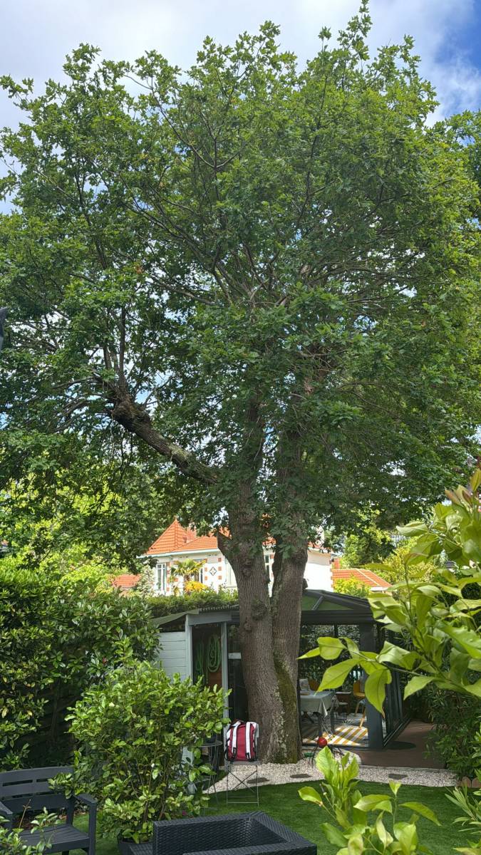 Diagnostic d'un chêne par Alexis Anat à Arcachon