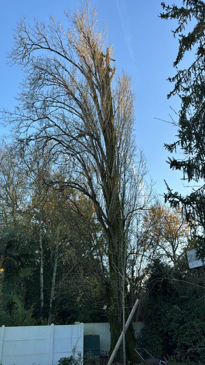 Diagnostic arboricole sur un peuplier à Pessac près de Bordeaux
