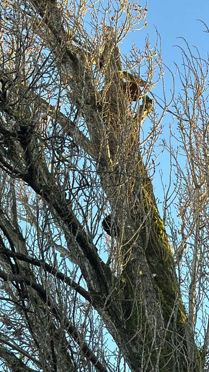 Diagnostic peuplier Alexis Anat