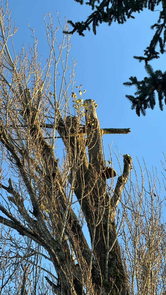 Expertise Bordeaux arbre par Arbres Expert