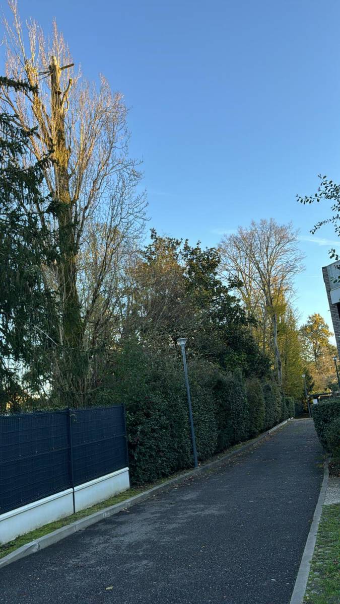 Expertise sur un arbre à Pessac en Gironde