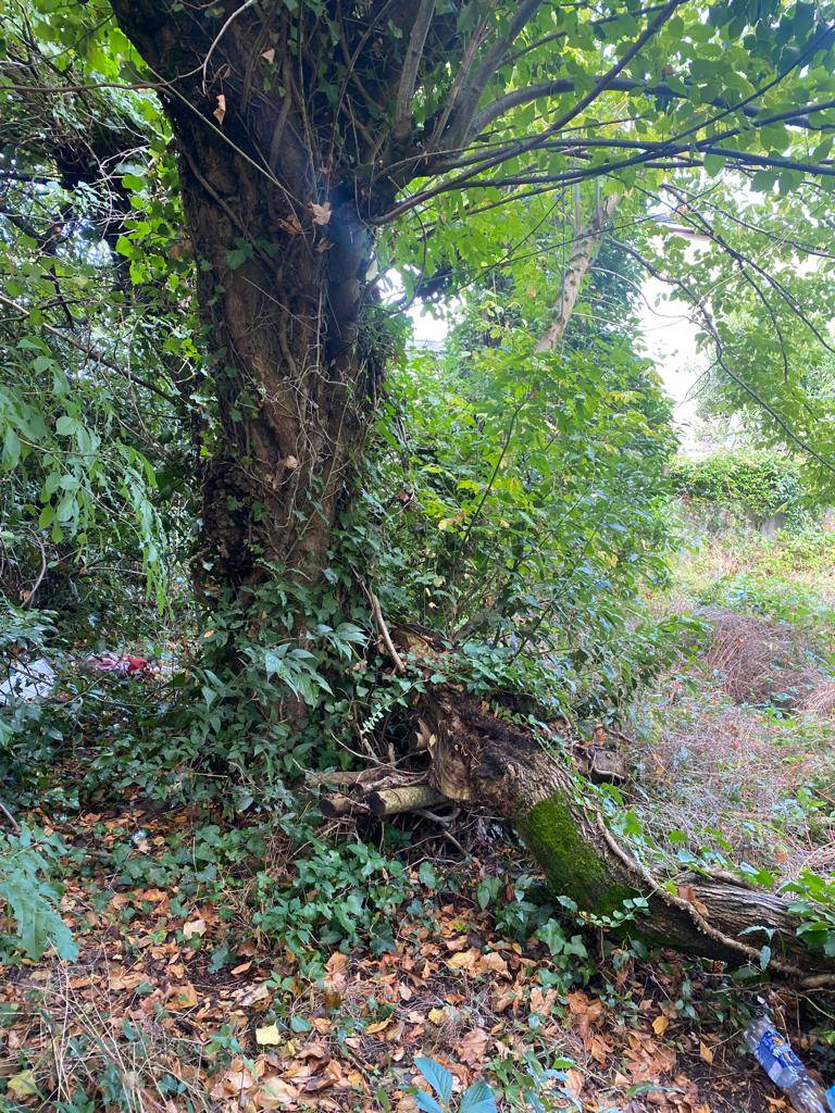 Diagnostic arboricole sur un tilleul à Pessac
