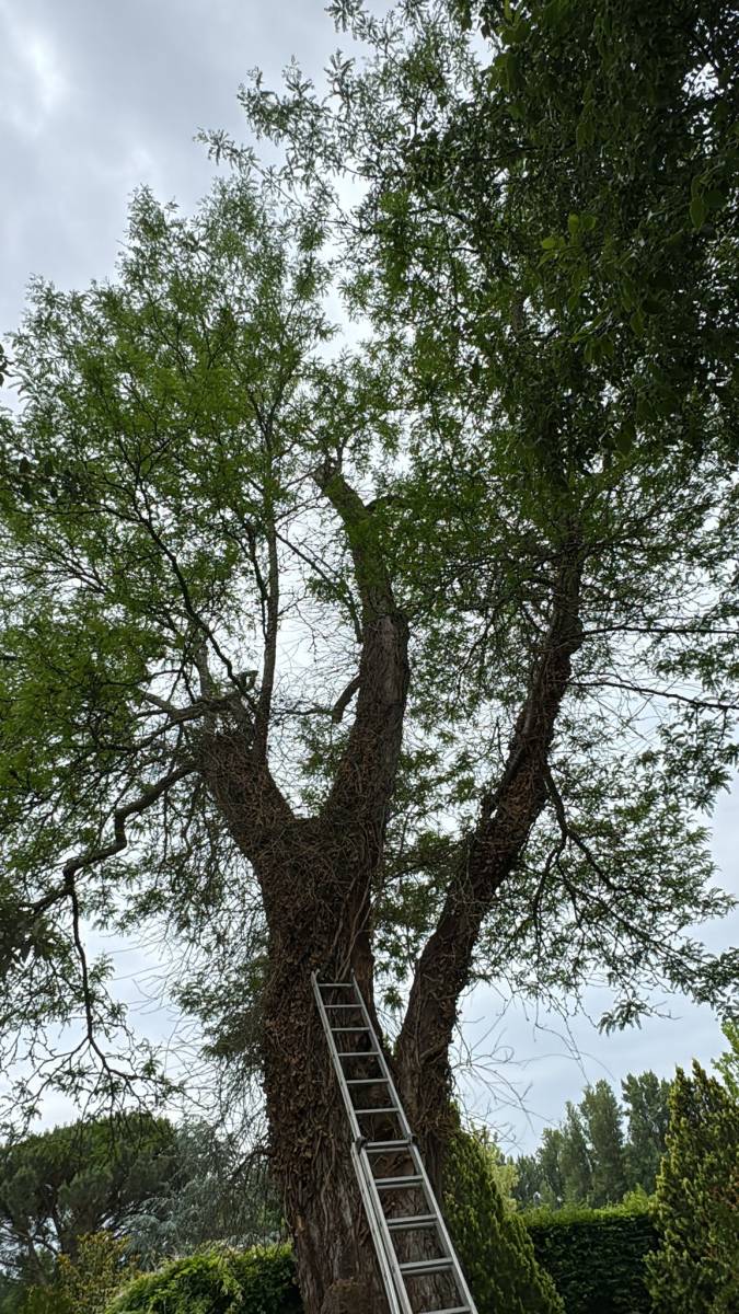Diagnostic arbre par Alexis Anat en Gironde