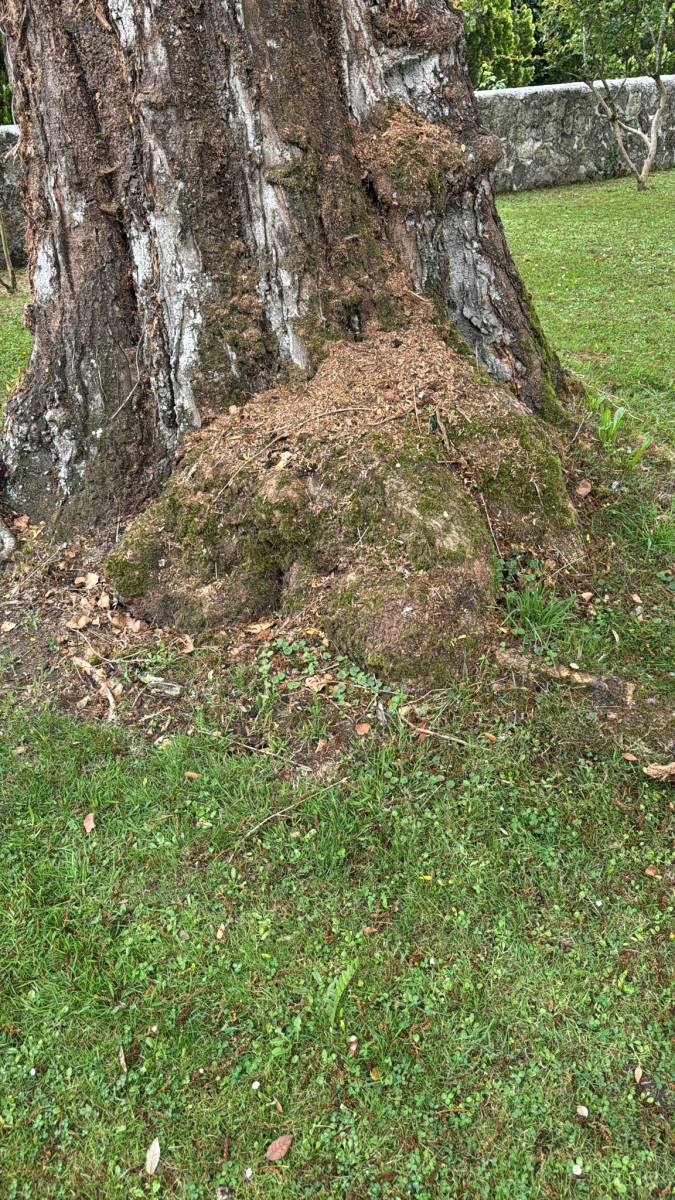Expertise d'un arbre par Arbres Expert à Saint Médard d'Eyrans