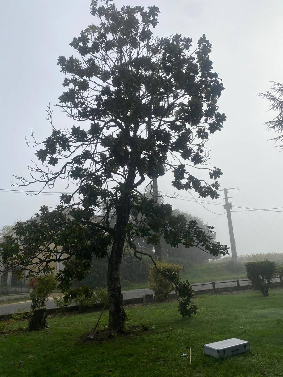 Magnolia x grandiflora