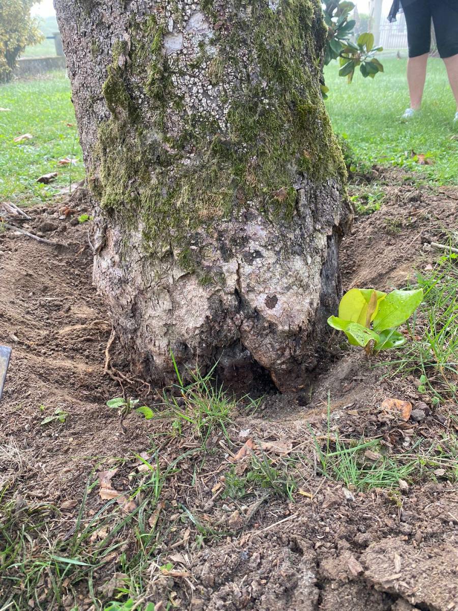 Collet abîmé d'un magnolia x grandiflora
