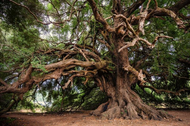 Expertise arbre