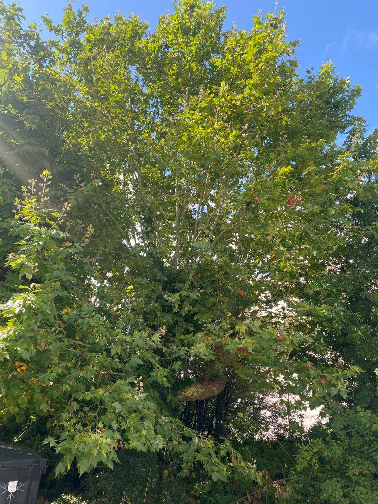 Diagnostic arboricole sur un platane à Pessac